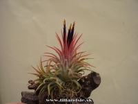 Tillandsia ionantha var.ionantha