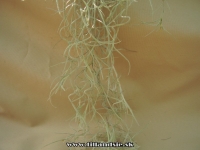 Tillandsia usneoides