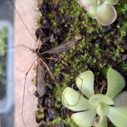 Pinguicula agáta s korisťou 