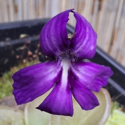 Pinguicula moranensis ,,Felix"