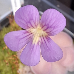 Pinguicula ,,Johanna "