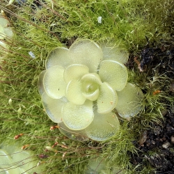 Pinguicula kondoi