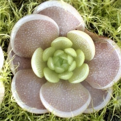 Pinguicula debbertiana 