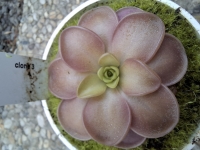 Pinguicula esseriana x Pinguicula potosiensis 