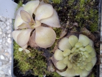 Pinguicula laueana ,Geranium Flower,