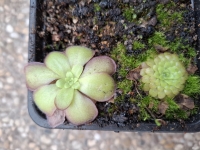 Pinguicula laueana , Tricolor ,