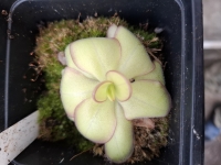 Pinguicula laueana,,Red center of the winter rossete,,