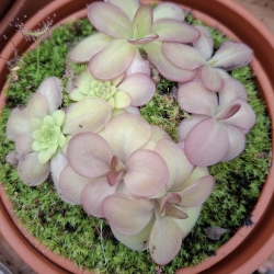 Pinguicula laueana 