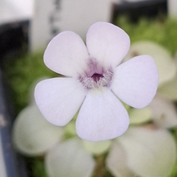 Pinguicula rotundiflora