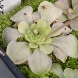 Pinguicula rotundiflora