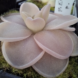 Pinguicula ehlersiae x Pinguicula laueana 