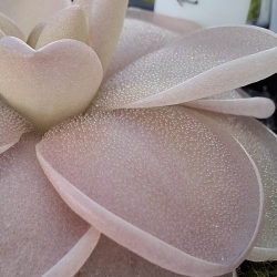 Pinguicula ehlersiae x Pinguicula laueana 