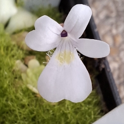 Pinguicula gracilis 