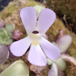 Pinguicula esseriana 