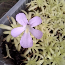 Pinguicula gracilis x Pinguicula moctezumae