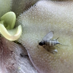 Pinguicula s korisťou 