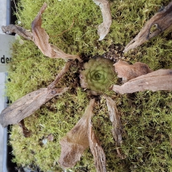 Pinguicula potosiensis x Pinguicula calderoniae