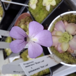 Pinguicula esseriana,, Black Leaf,, x Pinguicula potosiensis ,,Red Leaf,,