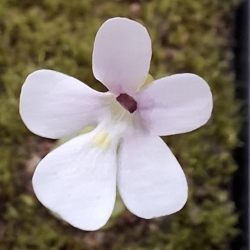 Pinguicula esseriana,,Black Leaf,, White Flower 