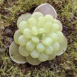 Pinguicula esseriana,,Black Leaf,, White Flower 