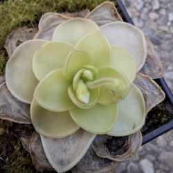 Pinguicula ibarrae 