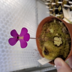 Pinguicula ehlersiae, Ixniquilpan,