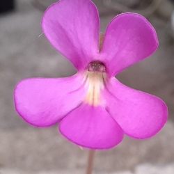 Pinguicula ehlersiae, Ixniquilpan,