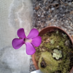 Pinguicula ehlersiae, Ixniquilpan,