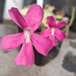 Pinguicula laueana x Pinguicula moranensis 