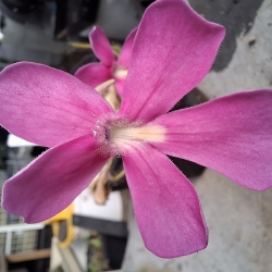 Pinguicula laueana x Pinguicula moranensis 