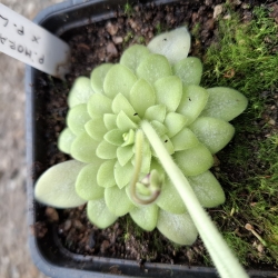 Pinguicula laueana x Pinguicula moranensis 