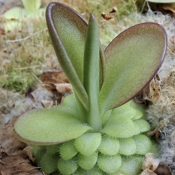 Pinguicula laueana,,CP2 ''