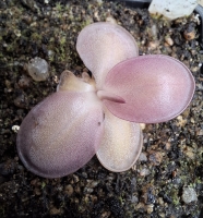 Pinguicula laueana GF1 x Pinguicula moranensis, Cyclamen ' klon A