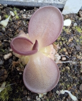 Pinguicula laueana GF1 x Pinguicula moranensis, Cyclamen ' klon F2