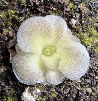 Pinguicula colimensis x Pinguicula cyclosecta 