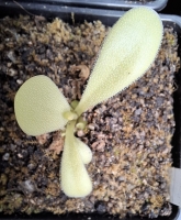 Pinguicula laxifolia 