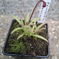Pinguicula gypsicola x Pinguicula calderoniae 