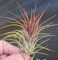Tillandsia, Rainforest Red'