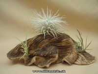aranžmán tectorum