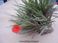 Tillandsia albertiana