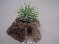 aranžmán 1rastlina, t.ionantha