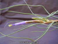 Tillandsia butzii