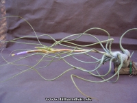 Tillandsia butzii