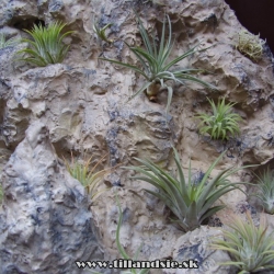 živé obrazy-vertical garden