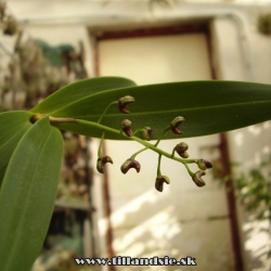 Dendrobium gracilicaule
