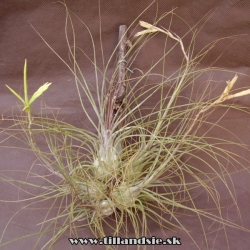 Tillandsia disticha