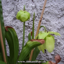 sarracenia flava kvet