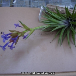 tillandsia neglecta