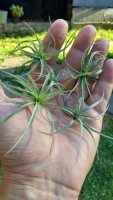 Tillandsia aeranthos 5 ks