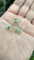 Tillandsia crocata